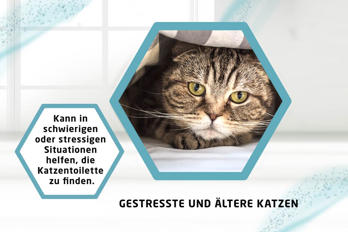 Für gestresste und äterre Katzen