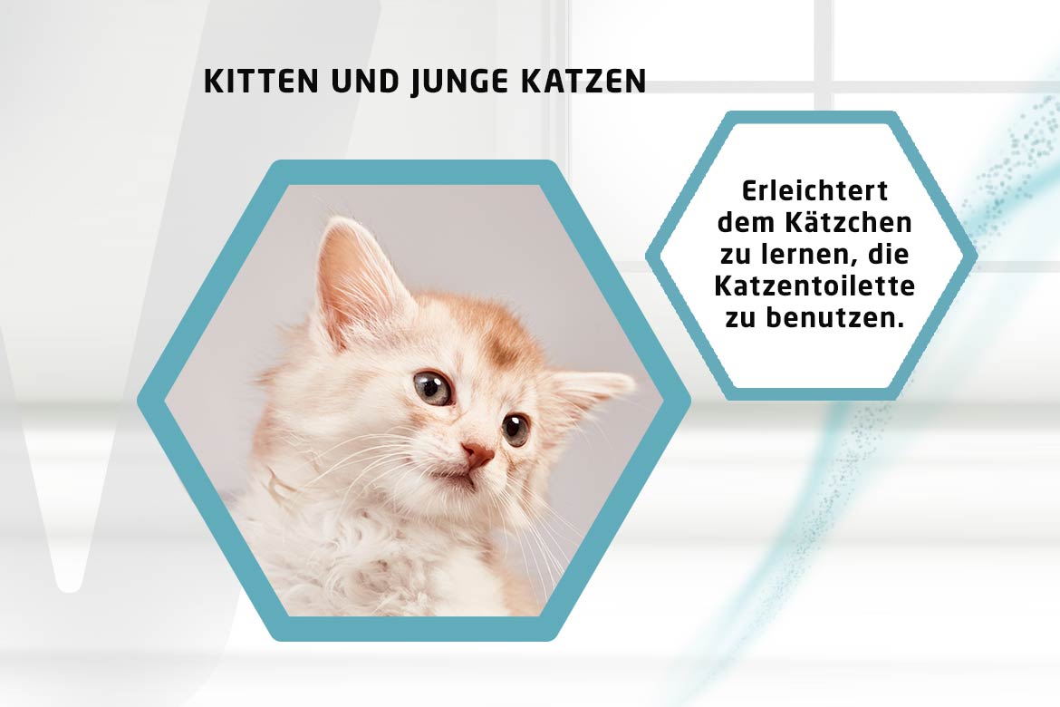 Für Kitten