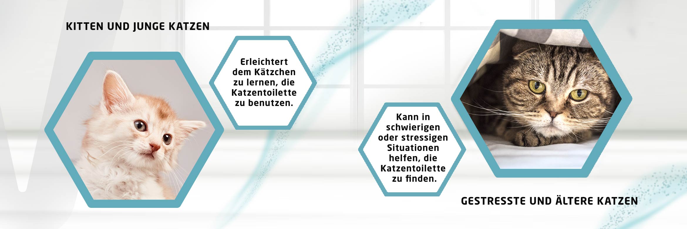 Kitten, gestresste und ältere Katzen
