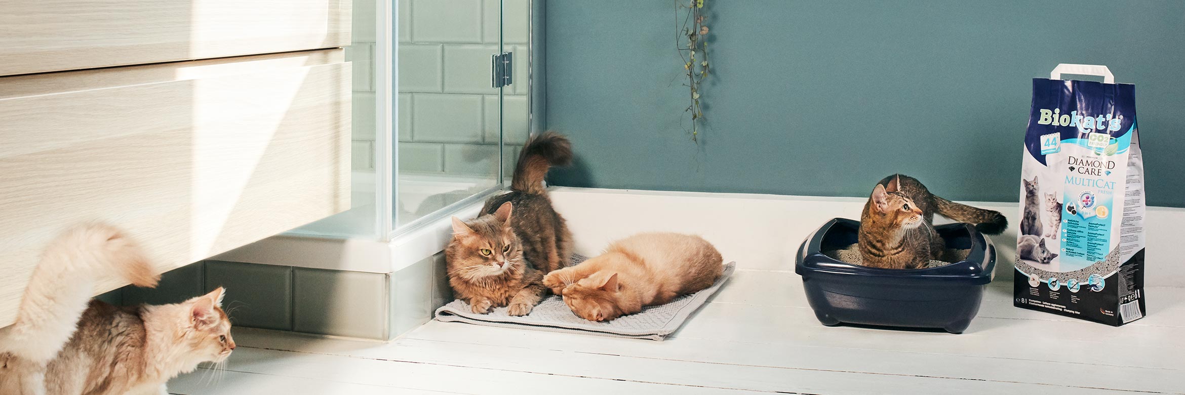Diamond Care MultiCat