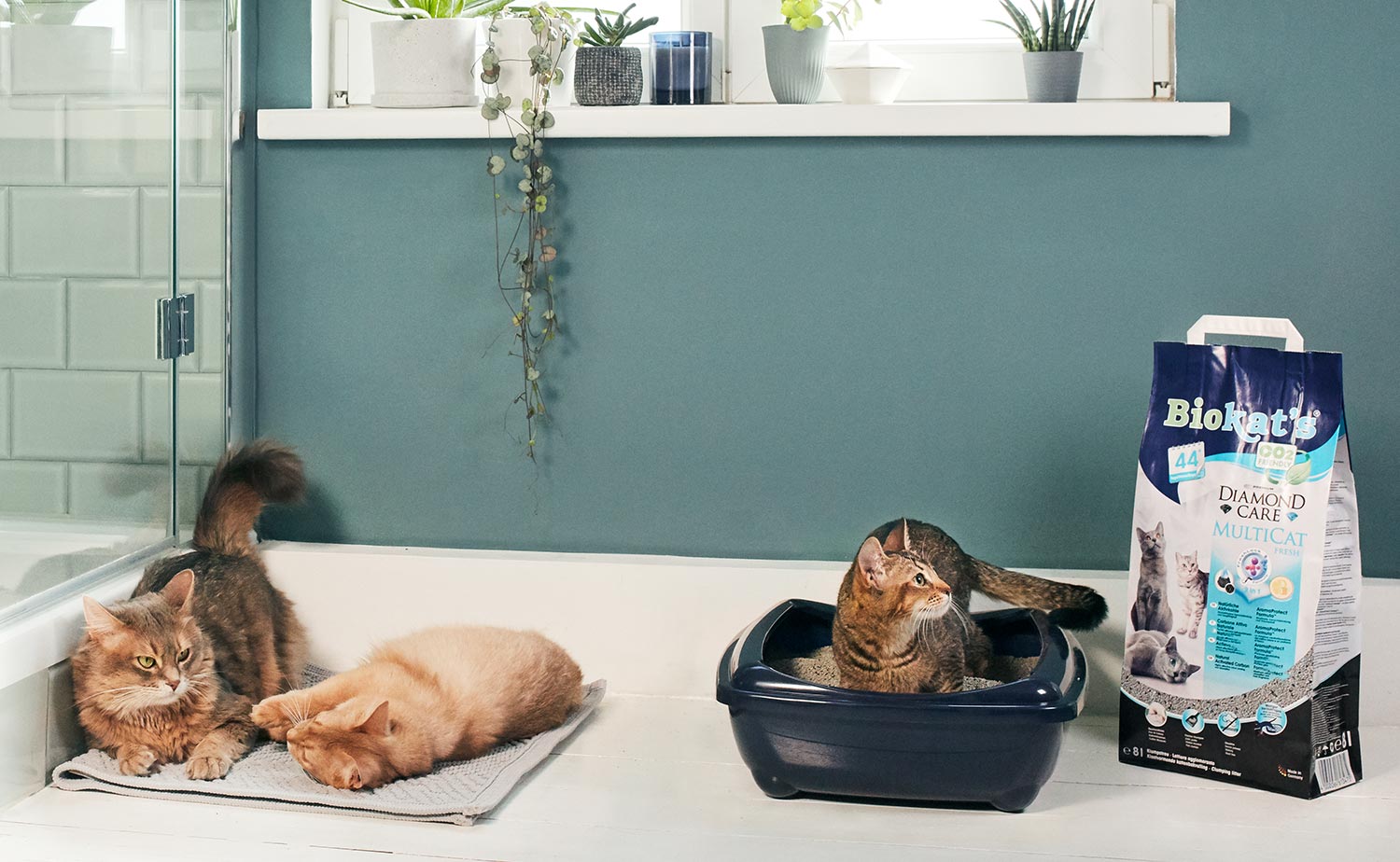 Diamond Care MultiCat