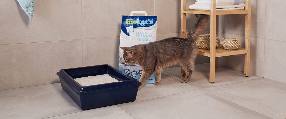 Katze läuft