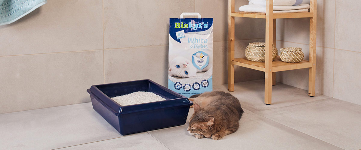 Katze liegend